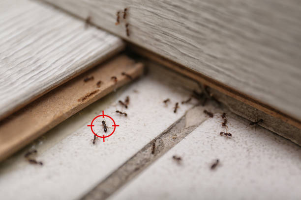Best Commercial Pest Control Services  in South Charleston, WV