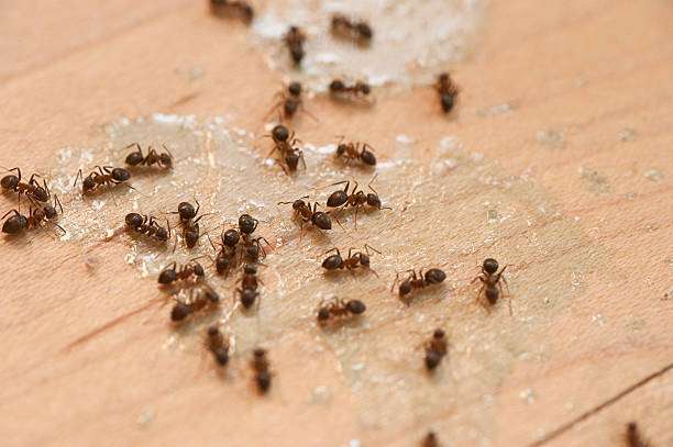 Best Cockroach Control Services  in South Charleston, WV