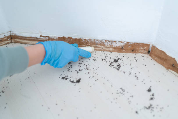 Best Flea Control Services  in South Charleston, WV